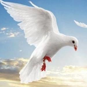 Meet your Posher, Dora